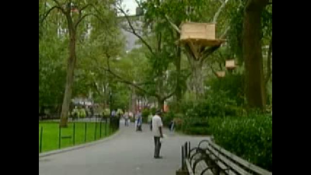 Seeing tree houses in New York