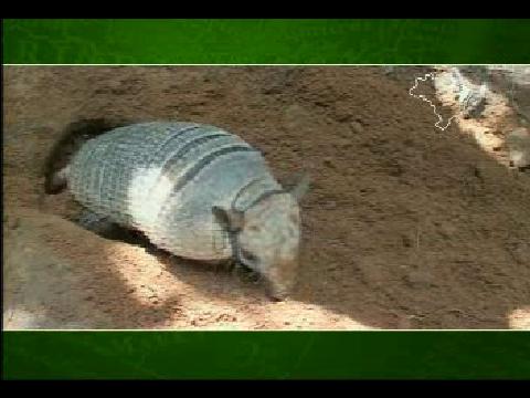 Brazil for Travelers - Caatinga